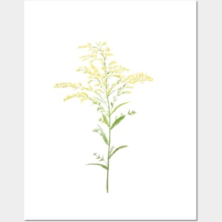 yellow early goldenrod watercolor painting Posters and Art